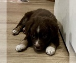 Small #9 Miniature Australian Shepherd