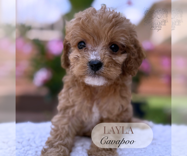 Medium Photo #9 Cavapoo Puppy For Sale in ELMHURST, IL, USA