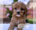 Small #8 Cavapoo