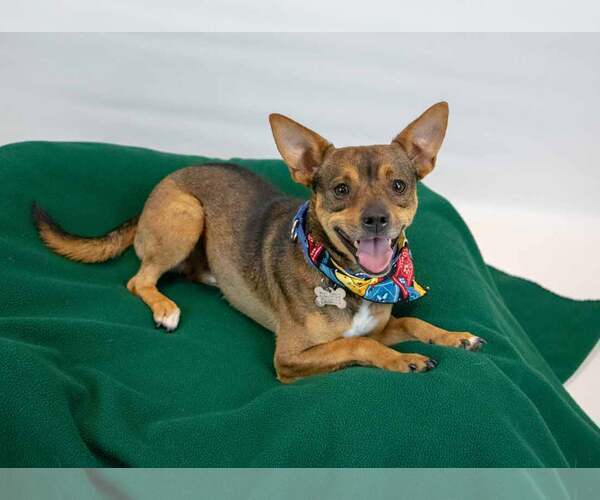 Medium Photo #3 Chihuahua-Unknown Mix Puppy For Sale in Kennesaw, GA, USA