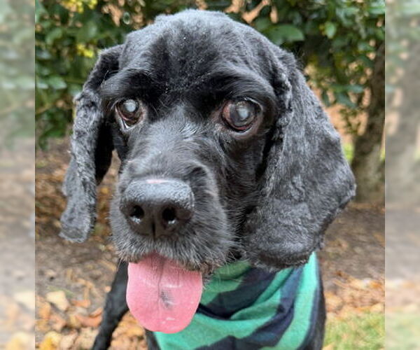 Medium Photo #6 Cocker Spaniel Puppy For Sale in Arlington, VA, USA