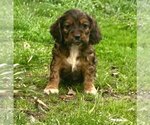 Small Photo #4 Cocker Spaniel Puppy For Sale in WARSAW, IN, USA
