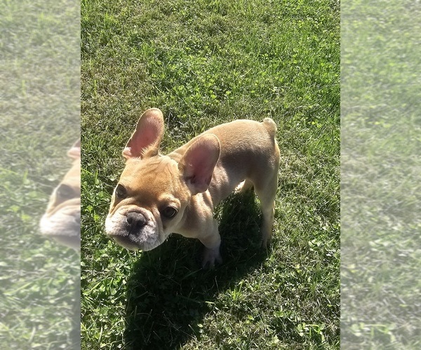 Medium Photo #1 French Bulldog Puppy For Sale in CLARKSVILLE, OH, USA