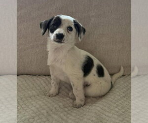 Australian Shepherd-Unknown Mix Dogs for adoption in pomfret, CT, USA