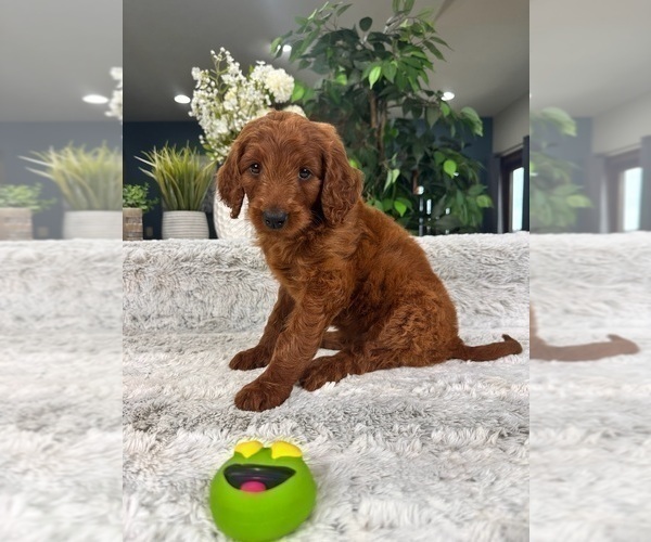 Medium Photo #5 Goldendoodle Puppy For Sale in GREENFIELD, IN, USA