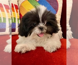 Shih Tzu Puppy for sale in PLANO, TX, USA