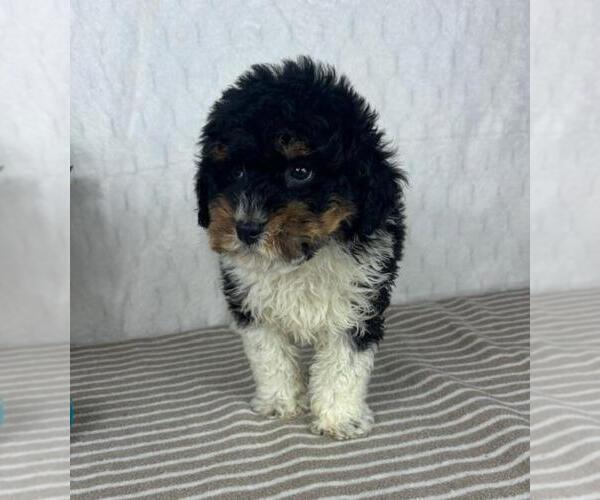 Medium Photo #5 Bernedoodle (Miniature) Puppy For Sale in GREENFIELD, IN, USA