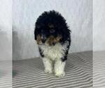 Small #4 Bernedoodle (Miniature)