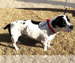 Small #1 Basset Hound Mix