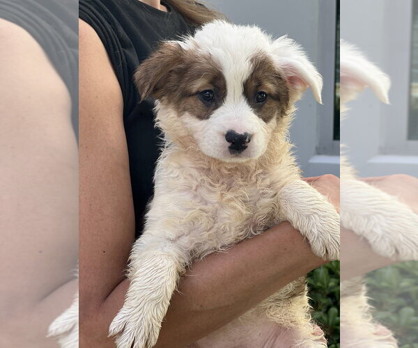 Medium Photo #3 Cocker Spaniel-Unknown Mix Puppy For Sale in Dana Point, CA, USA