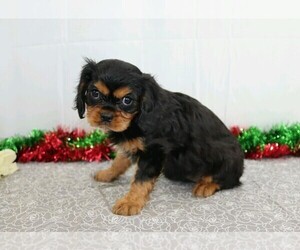 Cavalier King Charles Spaniel Puppy for sale in APPLE CREEK, OH, USA