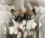 Small #2 Pembroke Welsh Corgi