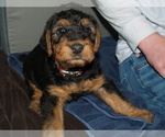 Puppy Jake Airedale Terrier