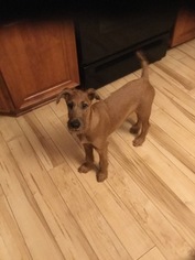 Irish Terrier Puppy for sale in CHESTERLAND, OH, USA