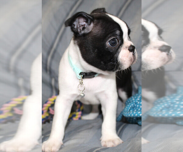 Medium Photo #2 Boston Terrier Puppy For Sale in BROOKSVILLE, FL, USA