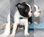 Small #1 Boston Terrier
