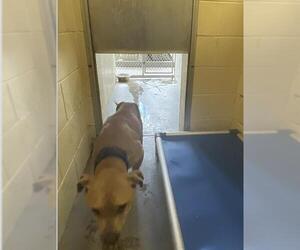 American Pit Bull Terrier Dogs for adoption in Ocala, FL, USA
