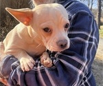 Small Photo #46 French Bullhuahua Puppy For Sale in SPRAGGS, PA, USA
