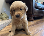 Puppy Black Golden Retriever