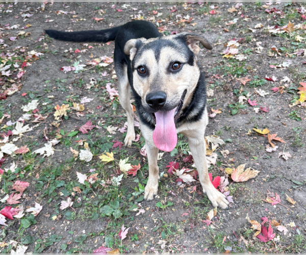 Medium Photo #1 Mutt Puppy For Sale in Brooklyn Center, MN, USA