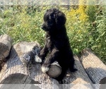 Small Photo #3 Bordoodle Puppy For Sale in HILLSBORO, WI, USA