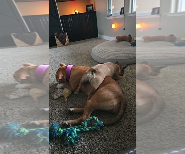 Medium Photo #3 American Pit Bull Terrier-Unknown Mix Puppy For Sale in Visalia, CA, USA