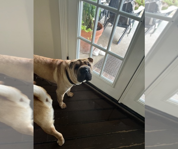 Medium Photo #1 Chinese Shar-Pei Puppy For Sale in FORT WORTH, TX, USA