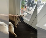 Small Photo #1 Chinese Shar-Pei Puppy For Sale in FORT WORTH, TX, USA