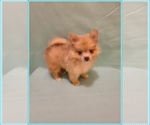 Small #4 Pomeranian
