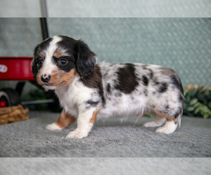 Medium Dachshund