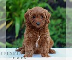 Small Cavapoo
