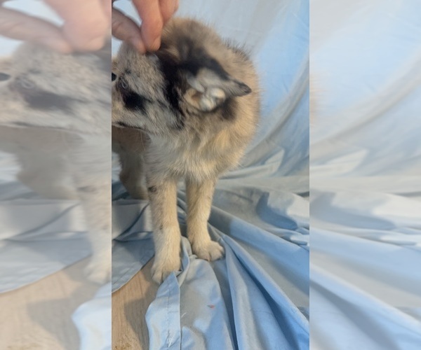 Medium Photo #3 Pomsky-Shiba Inu Mix Puppy For Sale in NASHUA, NH, USA