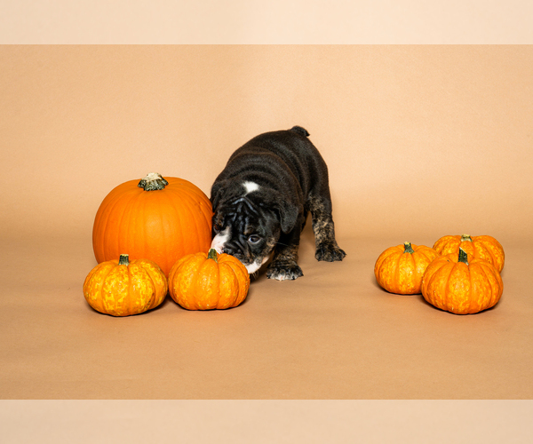 Medium Photo #13 Bulldog Puppy For Sale in HOUSTON, TX, USA