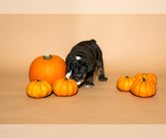 Litter of 6 - Male(s) and Female(s) BulldogLitter of Puppies for Sale - Photo #13