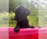 Small #6 Golden Labrador