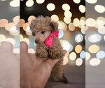 Small Poodle (Toy)