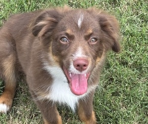 Miniature Australian Shepherd Puppy for sale in HUTTO, TX, USA