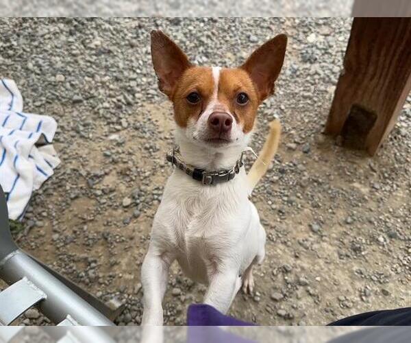 Medium Photo #2 Chihuahua-Unknown Mix Puppy For Sale in Santa Cruz, CA, USA