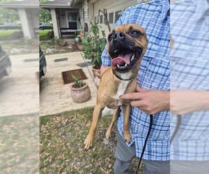 Pug-Unknown Mix Dogs for adoption in San Antonio, TX, USA