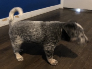 Australian Cattle Dog Puppy for sale in PLYMOUTH, MI, USA