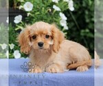 Small #3 Cavapoo