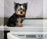 Small #4 Yorkshire Terrier