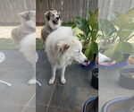 Small #14 Great Pyrenees Mix