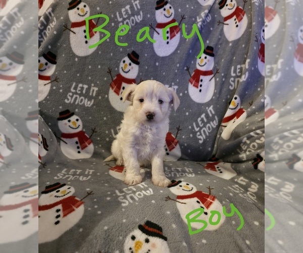 Medium Photo #21 Chizer Puppy For Sale in MONTEZUMA, GA, USA