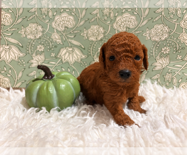Medium Photo #2 Poodle (Toy) Puppy For Sale in RANCHO CUCAMONGA, CA, USA