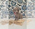 Small Photo #21 Weimaraner Puppy For Sale in LEWISBURG, KY, USA