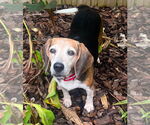 Small #2 Beagle