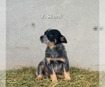 Small #2 Australian Cattle Dog