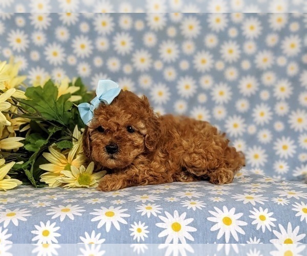 Medium Photo #2 Poodle (Toy) Puppy For Sale in NEW PROVIDENCE, PA, USA