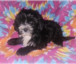 Shorkie Tzu Puppy for Sale in WALSH, Illinois USA